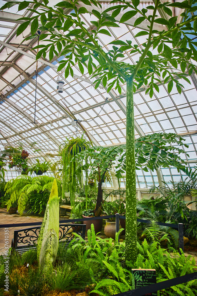 Tall corpse flower with smaller bud on ground inside greenhouse