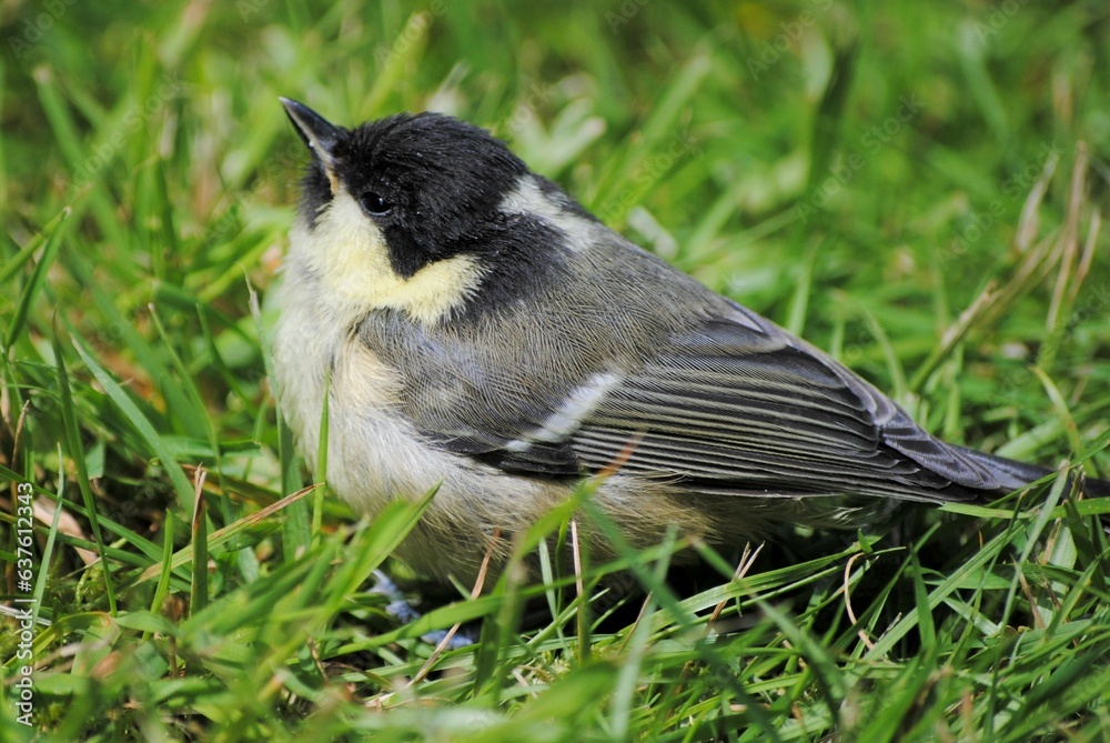 Obraz premium Fledgling Bird Young Juvenile Baby Coal Tit in Grass. UK British Small Passerine Bird Europe. Periparus ater. On Ground, Plant, Wildlife, Wild, Garden, Nature.