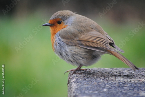 Fotografiet European Robin Red Breast Perched on Stone Brick, Green Grass in Background
