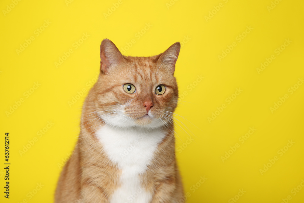 Cute ginger cat on yellow background, space for text. Adorable pet