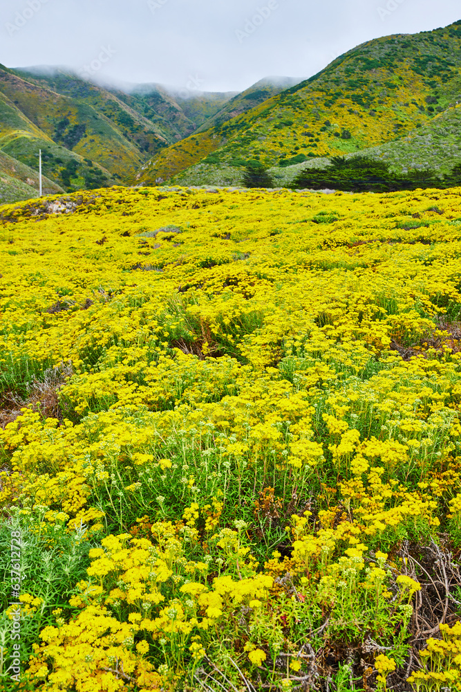 Scenic field of yellow flowers leading to mountains with clouds cresting their tops