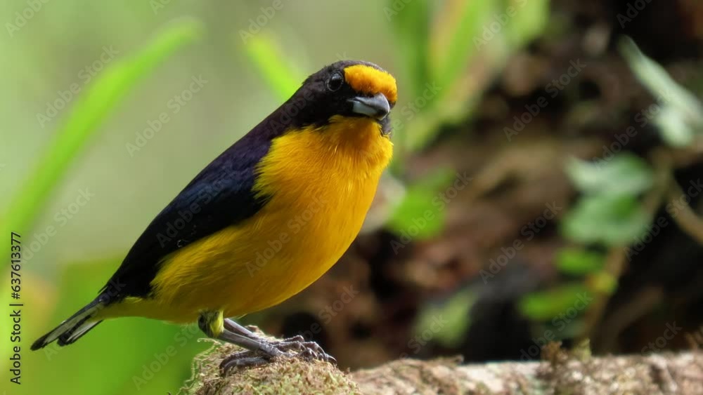 Black and yellow bird. violaceous euphonia male (Euphonia violacea). Black and yellow bird. violaceous euphonia male (Euphonia violacea).