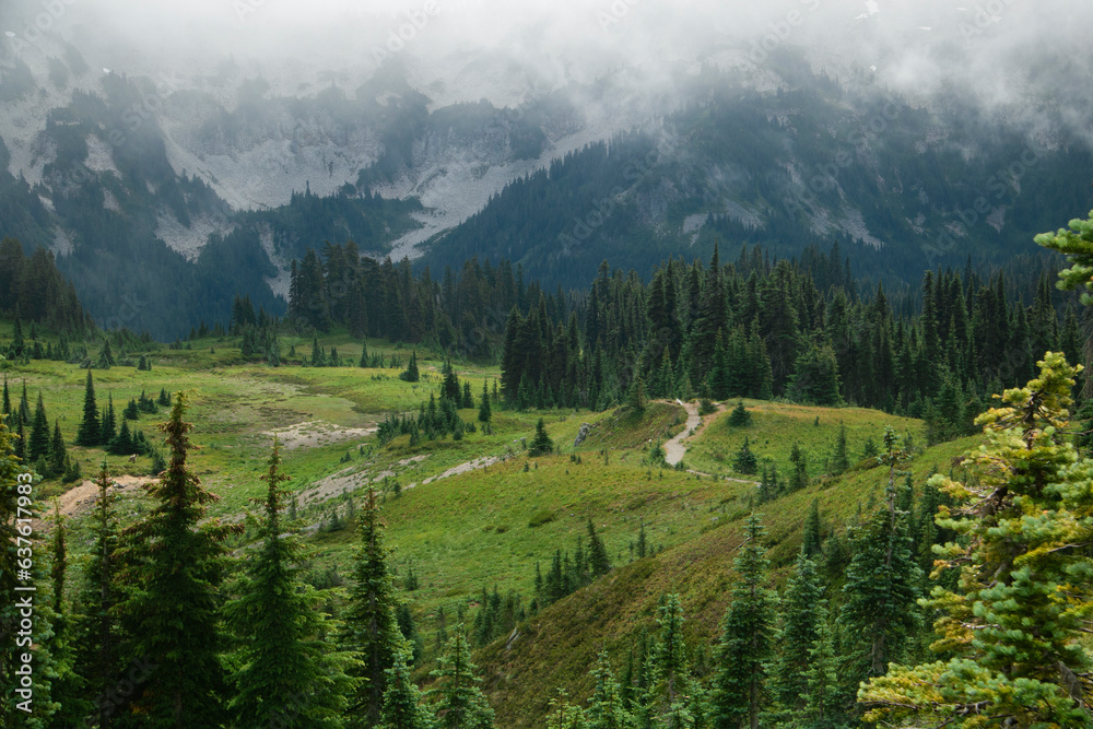 Obraz premium Forest in Mt Rainier National Park on a foggy day