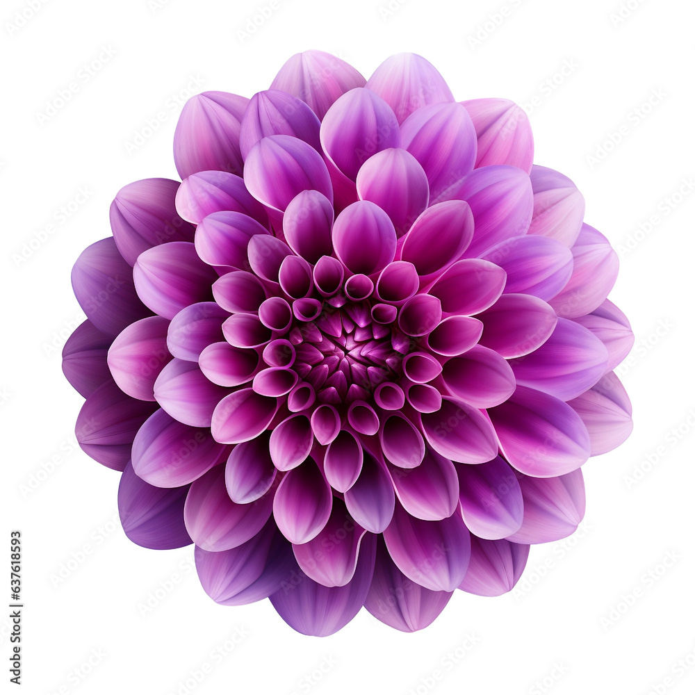 Violet dahlia flower on white background. Violet dahlia flower on white background.