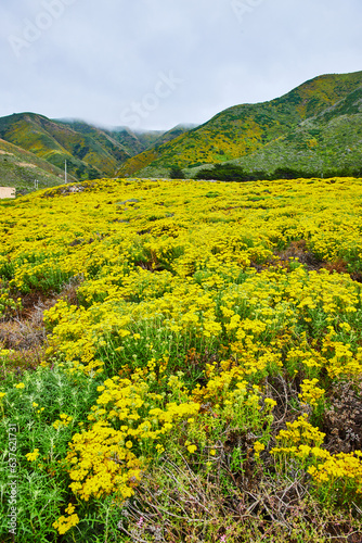 Field of yellow wildflowers leading to mountains with clouds cresting their tops