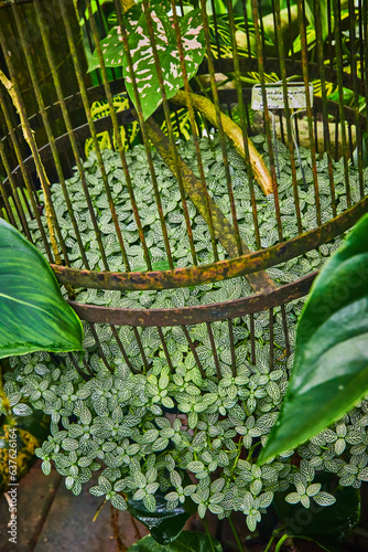 Tiny green and white leaves growing on bottom of rusty bird cage