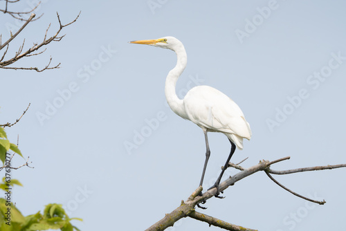 Great Egret lakeside in the summer sun, Fishers, Indiana.