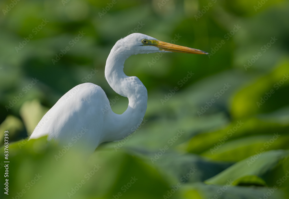 Great Egret lakeside in the summer sun, Fishers, Indiana. Great Egret lakeside in the summer sun, Fishers, Indiana.