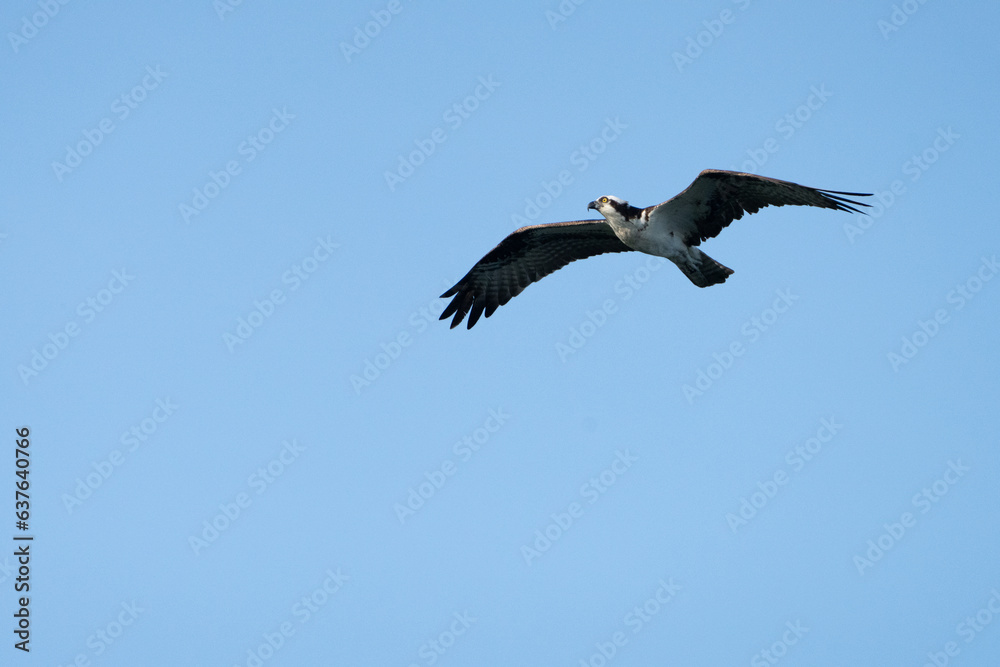 Osprey flying high over Geist Lake in Fishers Indiana. Summer 2023. Osprey flying high over Geist Lake in Fishers Indiana. Summer 2023.