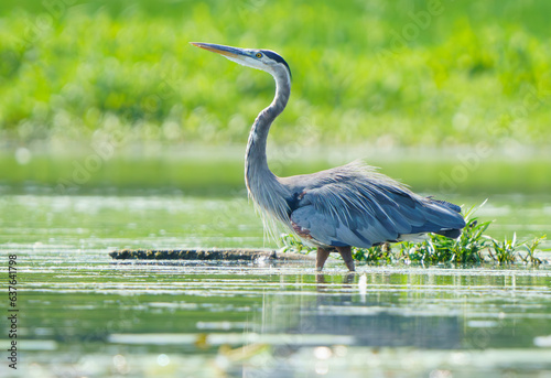 Great Blue Heron actively searching for food and flying around open area of Geist Lake, Fishers, Indiana. 