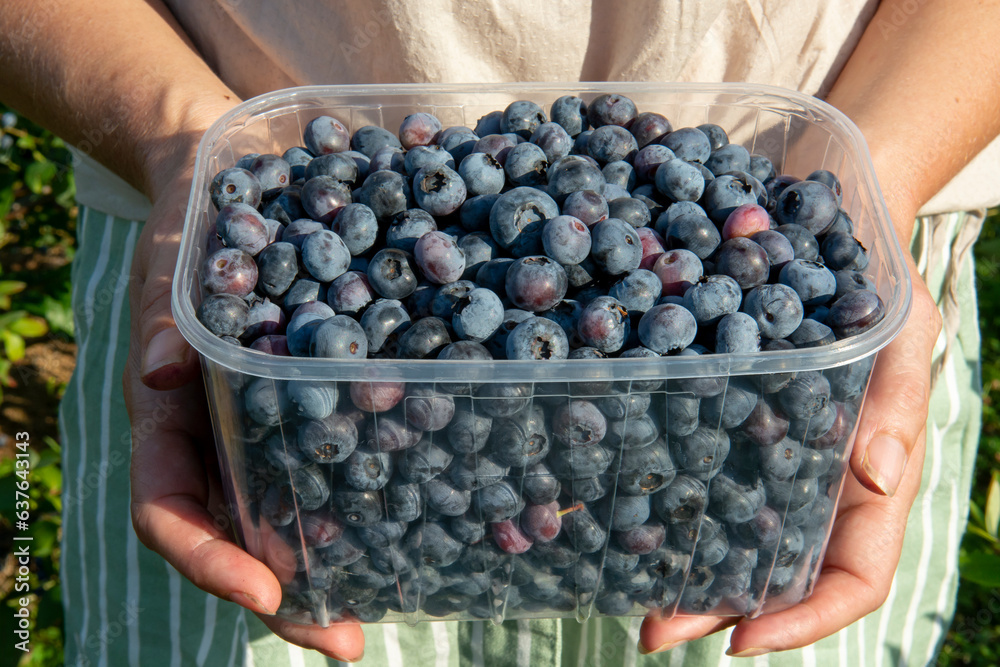 Woman holding European blueberry (Vaccinium myrtillus) in her hands. Bilberry, blaeberry, wimberry, and whortleberry close up.