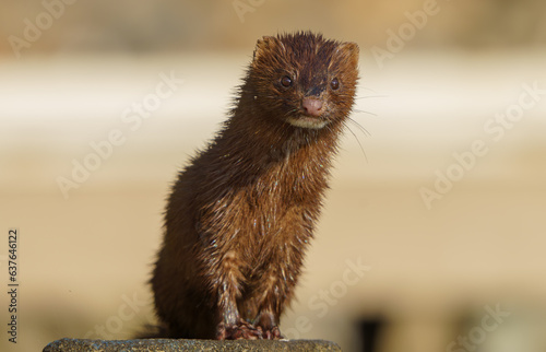 Adorable Mink sitting on dockside post in Fishers Indiana.   photo