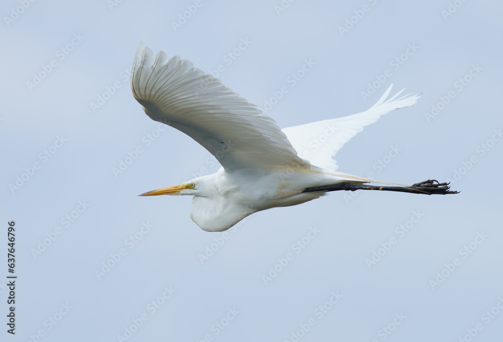 Great  White Egret flying across a lake in fishers Indiana on mid summer morning.
