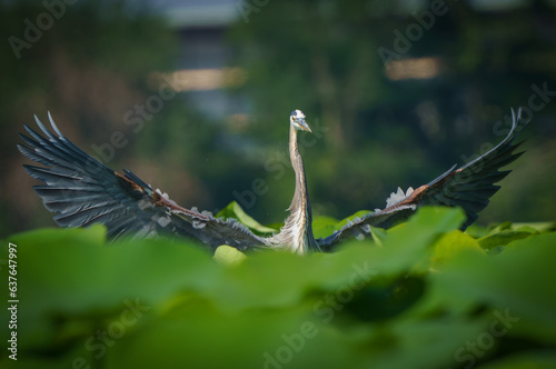 Gresat Blue Heron flying over Geist Lake on a summer morning. 