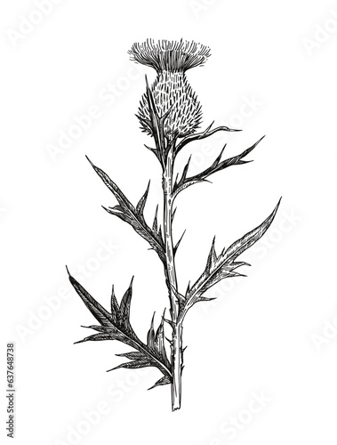 Illustration of thistle plant in engraving retro style. Black and white botanical drawing.