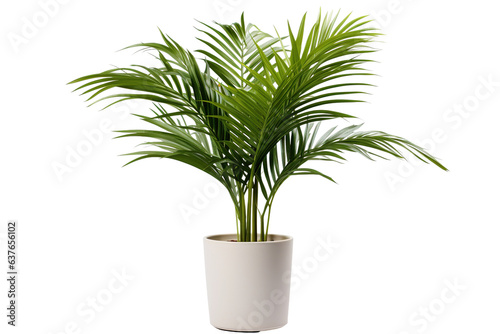 photography of Areca Palm in a pot  isolated on solid white background PNG