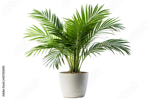 photography of Areca Palm in a pot, isolated on solid white background PNG photo