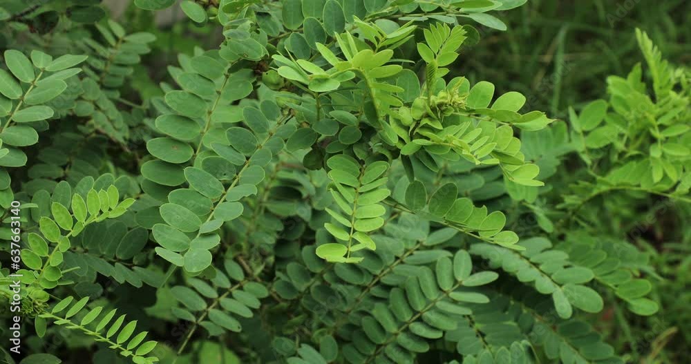Senna auriculata plant in the garden. Green leaves closeup. Senna auriculata plant in the garden. Green leaves closeup.