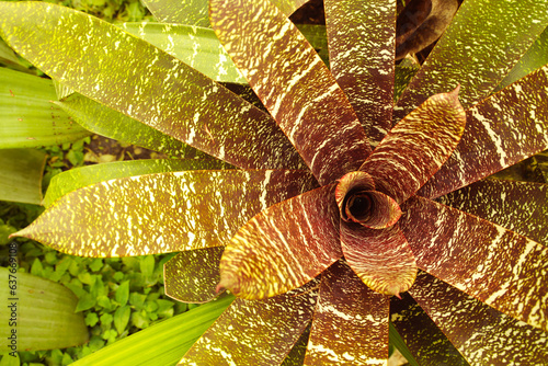 Beautiful bromeliads with purple texture spots.Exotic plants photo