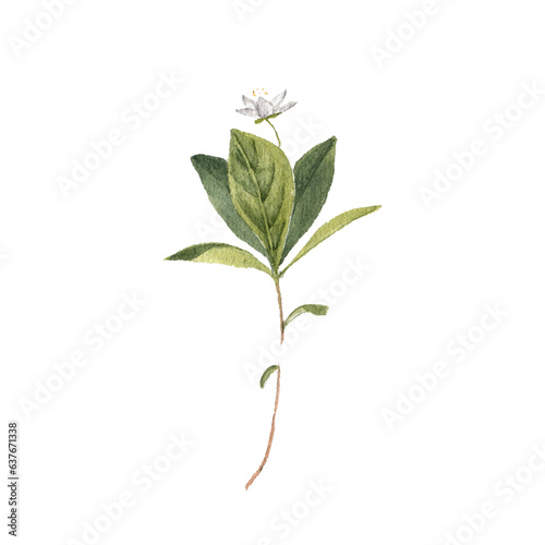 watercolor drawing plant of arctic starflower with leaves and flower , chickweed-wintergreen, Lysimachia europaea isolated at white background, natural element, hand drawn botanical illustration photo