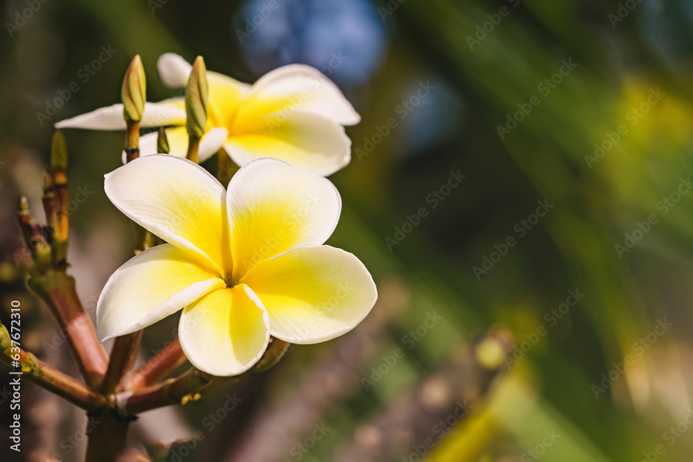 Fototapeta premium Close-up of tropic plumeria flowers on sunny day
