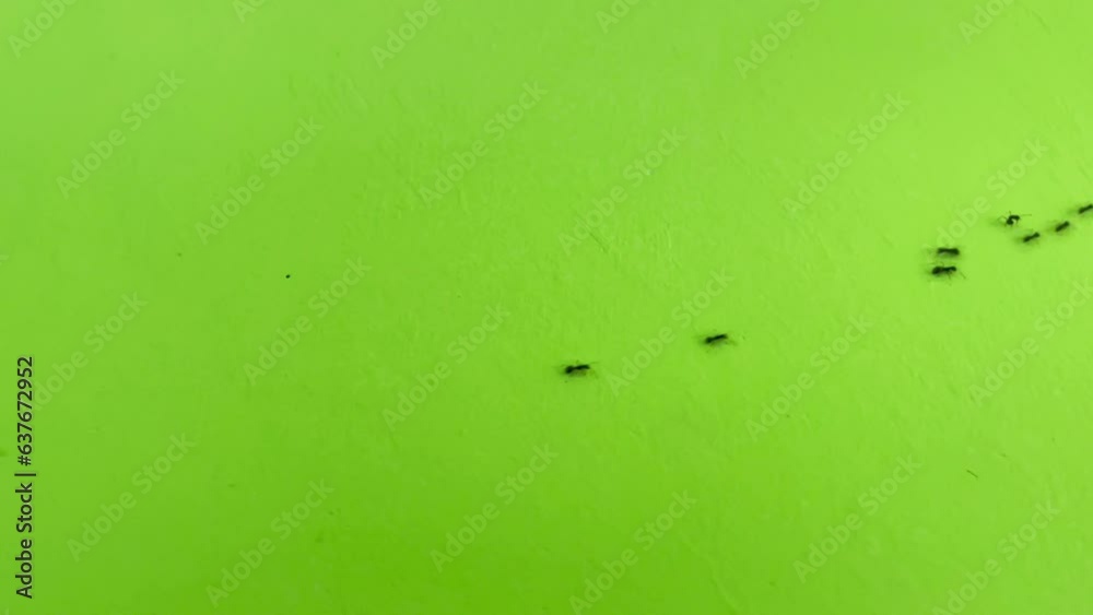 Ant trail. Black Ants walking on Green Screen . Teamwork and hard work concept. 4k