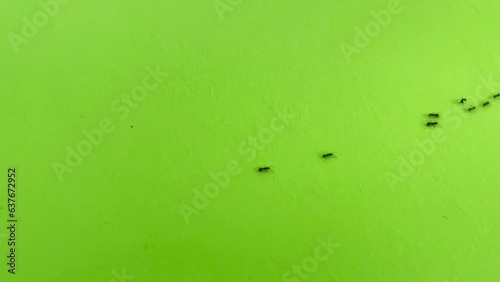 Ant trail. Black Ants walking on Green Screen . Teamwork and hard work concept. 4k