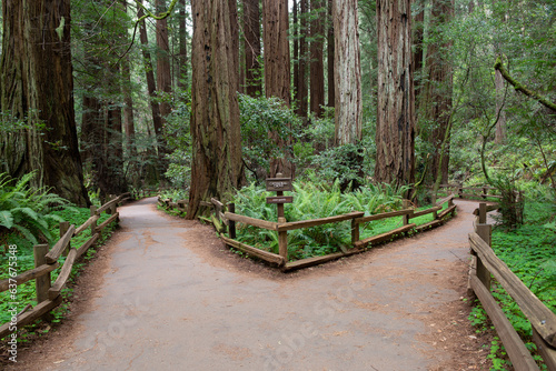 trails wind among the trees, towering old-growth redwood trees,  Mount Tamalpais at State Park, part of California’s Golden Gate National Recreation Area, north of San Francisco. 