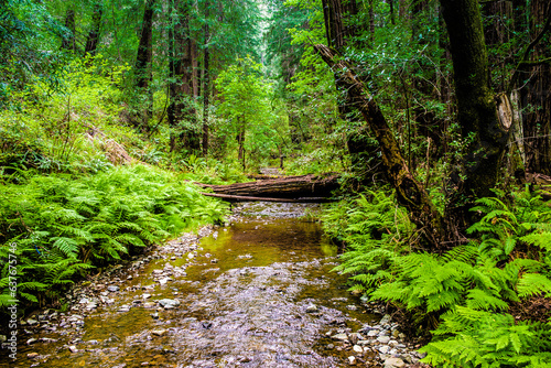 trails wind among the trees, towering old-growth redwood trees,  Mount Tamalpais at State Park, part of California’s Golden Gate National Recreation Area, north of San Francisco. 