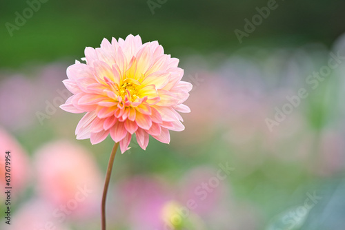 淡いピンクと黄色のダリアのアップ1