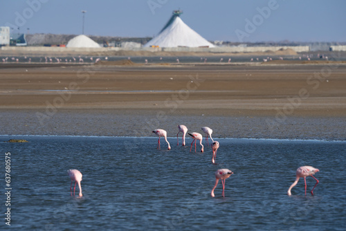 Lesser and Greater Flamingos Feed Near Salt Plant in Walvis Bay Namibia Africa