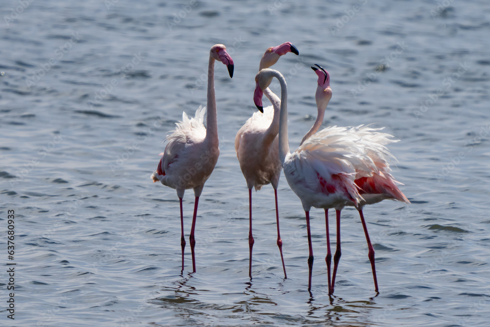 Flamingos Talk Among Themselves in Walvis Bay Namibia Africa
