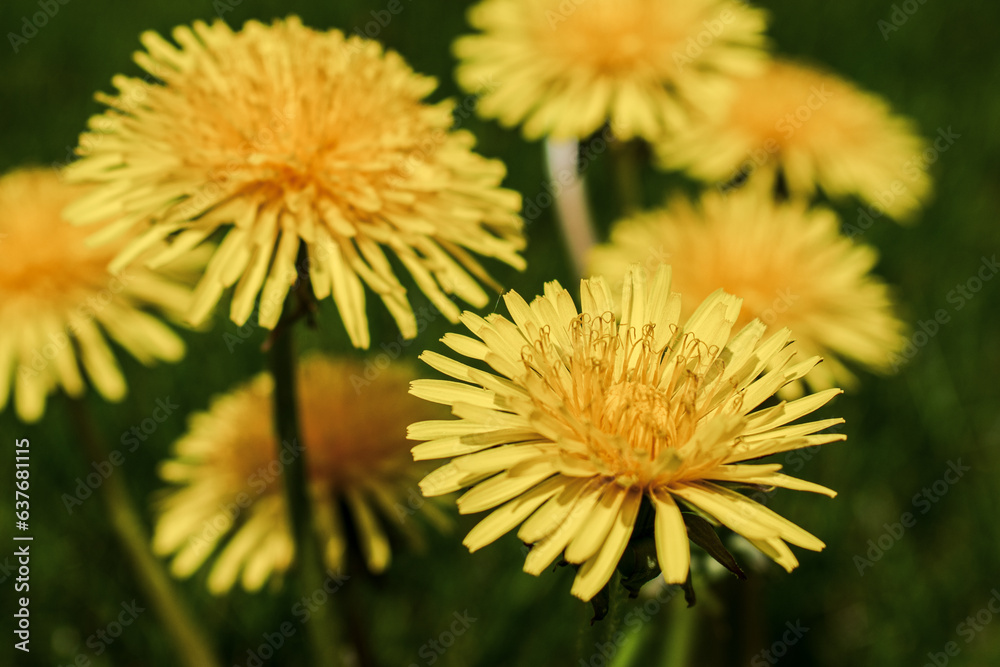 Yellow Dandelions Yellow Dandelions