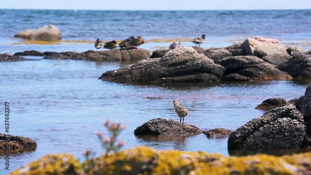 young bird on rocks on rugged coast in 4K young bird on rocks on rugged coast in 4K