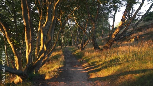 sunset in the forest of bornholm in 4K