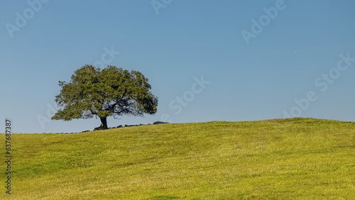 Tree on the green hill with no people