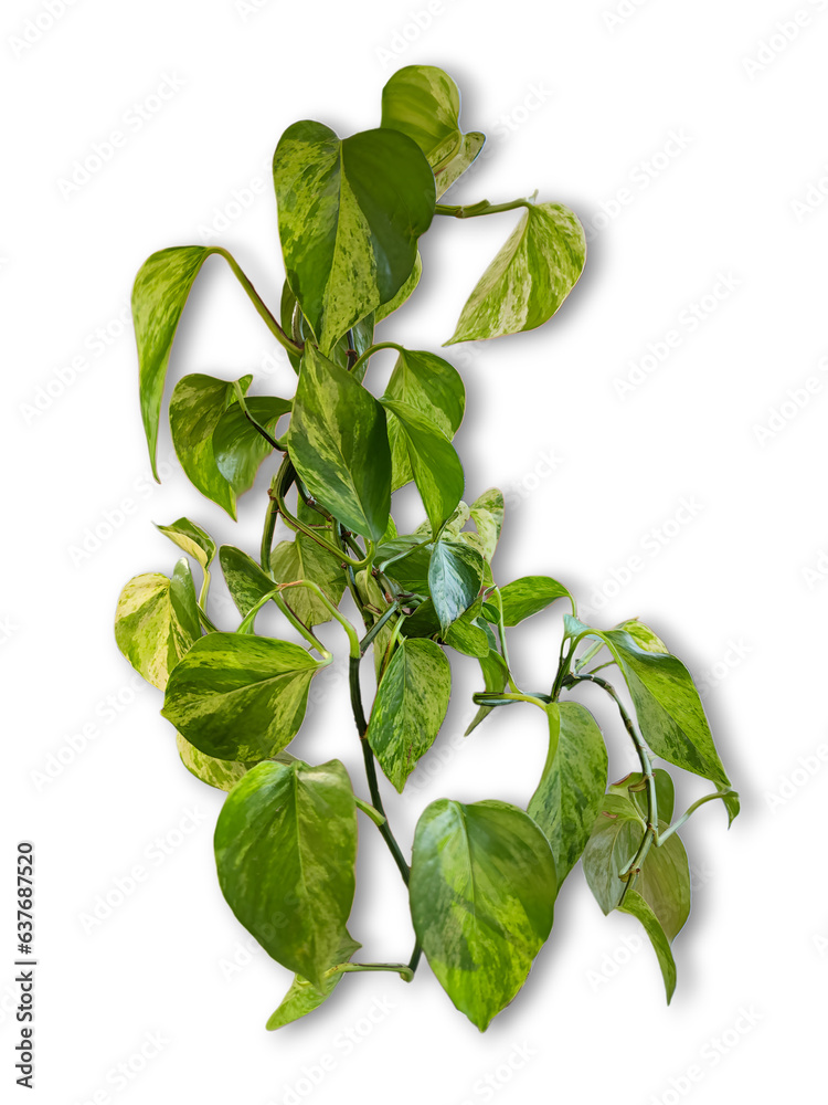 Scindapsus pictus leaves, Satin Pothos plant, Exotic foliage isolated