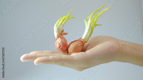 plant in hand, An image of an onion with a sprout growing out. This image can be used as a background.
