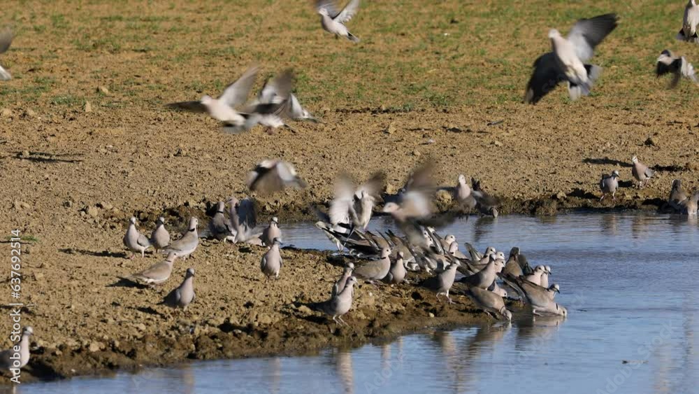 Cape turtle doves (Streptopelia capicola) gathering at a waterhole, Kalahari desert, South Africa Cape turtle doves (Streptopelia capicola) gathering at a waterhole, Kalahari desert, South Africa