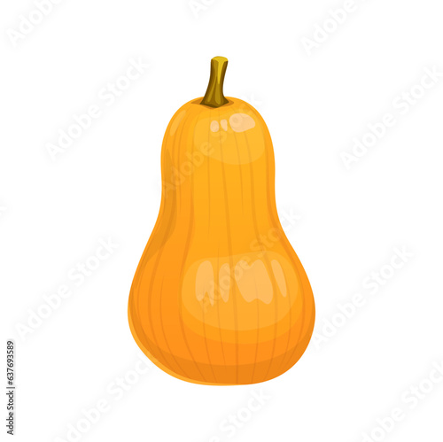 Cartoon raw butternut pumpkin, ripe squash vegetable. Vector orange colored garden plant, autumnal harvest or crop for Thanksgiving Day celebration, isolated raw veggie, healthy farm food
