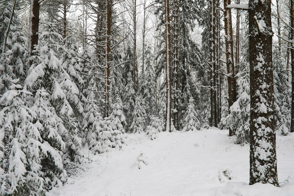 Winter snowy frosty landscape. The forest is covered with snow. Frost and fog in the park. Winter snowy frosty landscape. The forest is covered with snow. Frost and fog in the park.