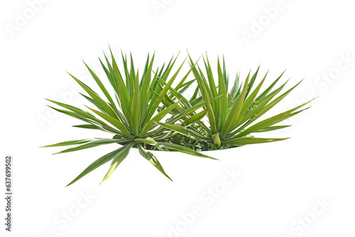 Bush Agave plants are drought tolerant in the humid tropics. (sharp thorns).	
png.