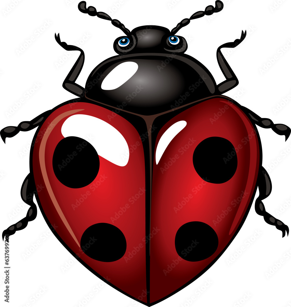 ladybug beetle with heart shaped wings top view ladybug beetle with heart shaped wings top view