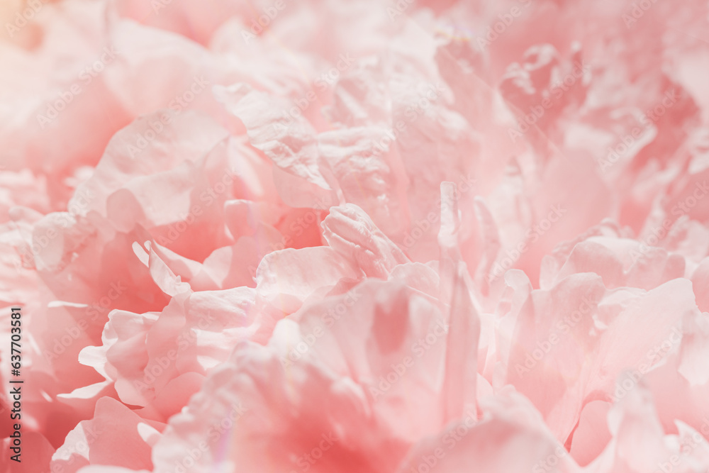 Peony flowers spring holiday flowery aesthetic nature close up pattern,  botanical design background, floral top view photo, pink-white blooming flower, scenery beauty nature wallpaper, sunlight