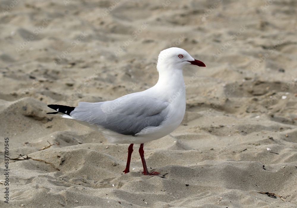 Silver gull seagull bird standing on a the sand of a beach Silver gull seagull bird standing on a the sand of a beach