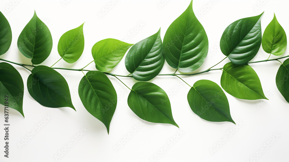 Modern Green Leaves isolated on white background
