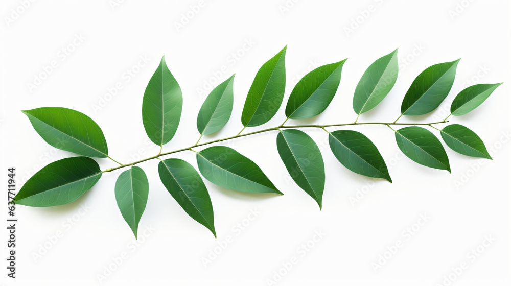 Modern Green Leaves isolated on white background
