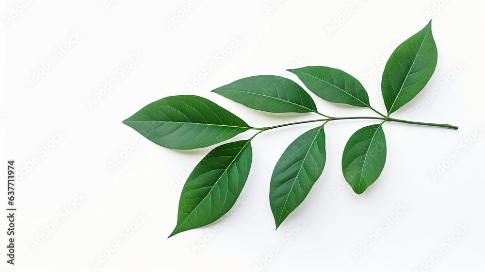 Modern Green Leaves isolated on white background
