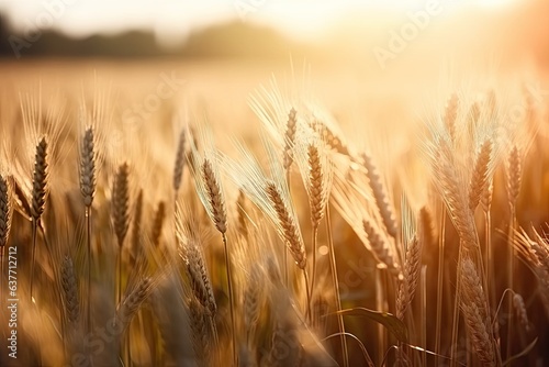Bounty in wheat fields. Field of gold. Embracing beauty of farming. Nature cycle of growth