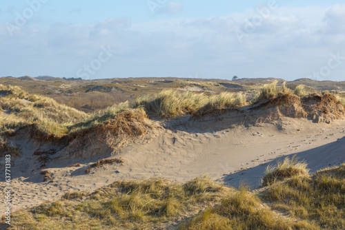 Marram grass (Ammophila arenaria) in front of a dune landscape at the Dutch North sea